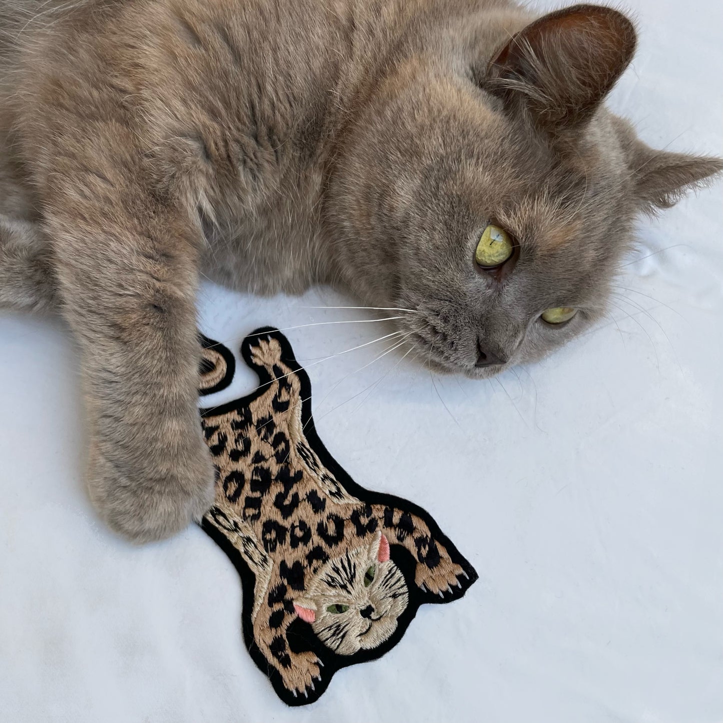 Leopard embroidered patch on white back ground with british short haired cat, lying on its side with one paw on the patch